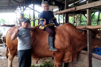 Sapi Kurban Presiden untuk Sampit berbobot hampir satu ton