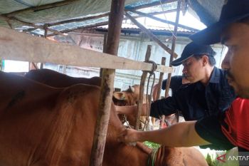 Stok hewan kurban di Belitung: Sapi 457 ekor, kambing 1.073 ekor