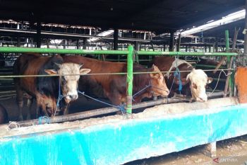 Dharma Jaya siapkan 2.078 sapi kurban dan juleha bersertifikat