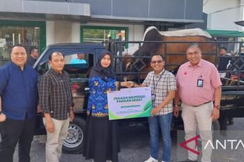 Pegadaian Area Padang serahkan dua ekor sapi kurban ke UIN Imam Bonjol