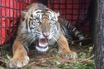 Diserang harimau, seorang pekebun di Gayo Lues terluka bibir & kepala