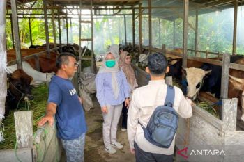 Pemkab HST pastikan ketersediaan hewan kurban 1.386 ekor jelang Idul Adha