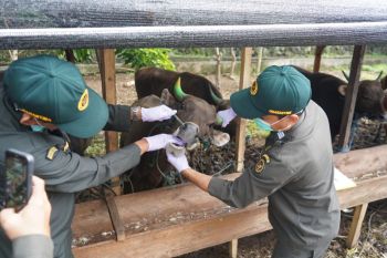 Karantina Malut pastikan hewan kurban bebas penyakit jelang Idul Adha