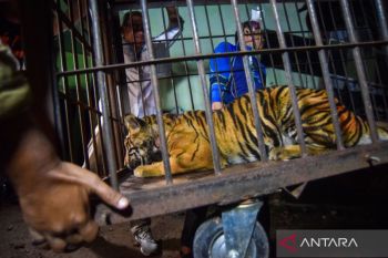 Rescue of snared Sumatran tiger in Pasaman