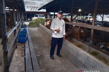 Tapin siapkan 1.685 hewan kurban jelang Idul Adha