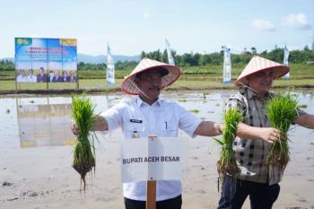 Aceh Besar tanam padi serempak dukung ketahanan pangan