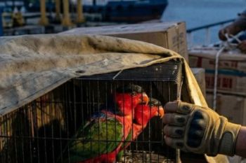 BKSDA Maluku amankan satwa dilindungi jenis nuri kepala hitam di Pelabuhan Tual