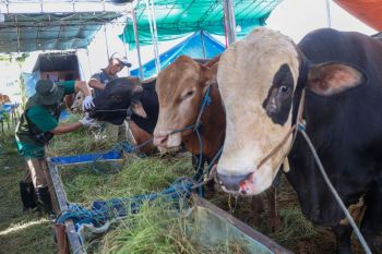 Kandang, kurban, dan kepercayaan publik