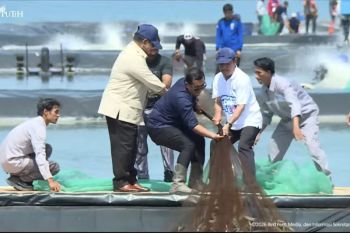 Presiden panen raya udang di Kebumen