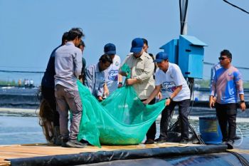 Prabowo attends shrimp harvest in Kebumen, produces Rp2.8B per hectare
