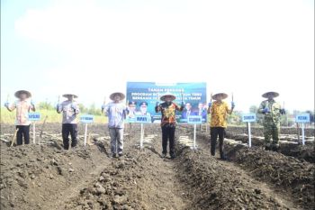 Tanam perdana bongkar ratoon tebu di Probolinggo capai 1.000 ha