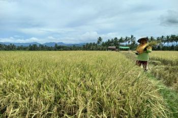 BI berdayakan petani dan UMKM perkuat ketahanan pangan Sulut