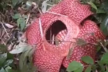 Bunga Rafflesia arnoldii ditemukan mekar sempurna di Rejang Lebong