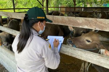 Karantina Papua Tengah: Ratusan hewan kurban sehat dan aman