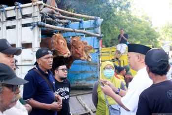 Pemkab Situbondo tata ulang pasar hewan untuk kenyamanan pedagang