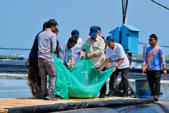 Indonesia pushes massive shrimp farming expansion under Prabowo