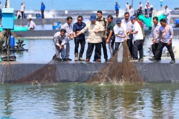 Gubernur Jateng sebut budidaya udang memiliki prospek bagus bagi pertumbuhan ekonomi