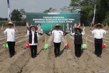 Gubernur Jatim tanam tebu program bongkar ratoon