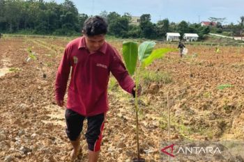 Pemprov Kaltim terapkan tiga pilar kelola demplot pisang kepok di Sepaku