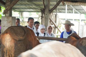 Pemkab Lamongan sebut stok sapi kurban 2026 surplus