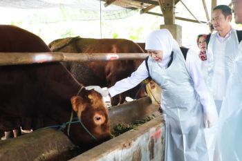 Gubernur Khofifah sebut Idul Adha dongkrak ekonomi peternak Jatim