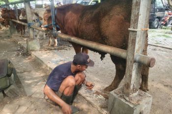 Permintaan jasa salon sapi meningkat jelang Idul Adha 1447 H
