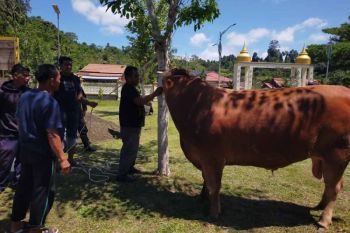 Presiden RI sumbang sapi kurban satu ton untuk masyarakat Simeulue&nbsp;