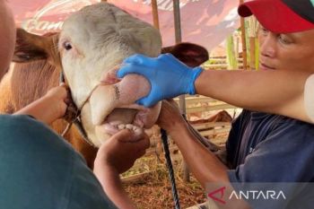 Rano minta petugas pemeriksa kesehatan hewan kurban untuk teliti