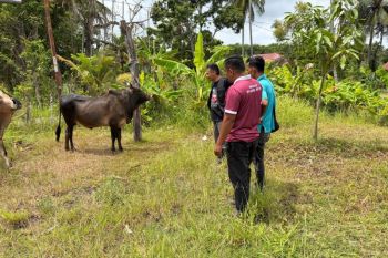 Dinas Pertanian Aceh Besar kerahkan 61 petugas kesehatan hewan