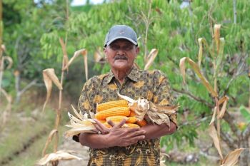 Semangat Abdul Hamid warga Pontianak bertani di tengah keterbatasan lahan