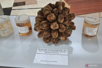 BRIN researchers uncover 29 new flora species in Indonesia