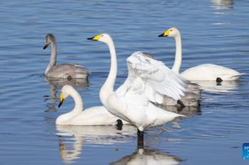 Beijing ranks among global megacities with high biodiversity levels