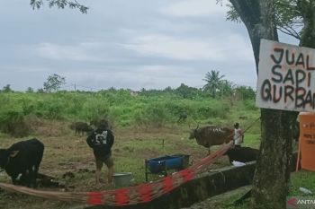 Distan Penajam periksa ulang hewan kurban pedagang musiman