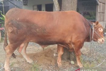 Sapi kurban Presiden di Tapin capai bobot 970 kilogram