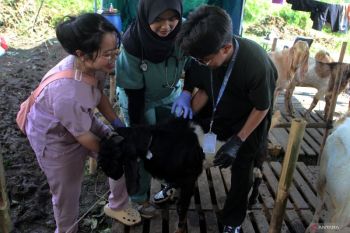 Pemeriksaan ante mortem hewan kurban di Malang