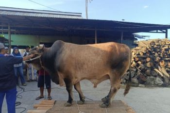 Masjid-Raya Baitul Khairaat Palu siapkan 1.500 kupon daging kurban