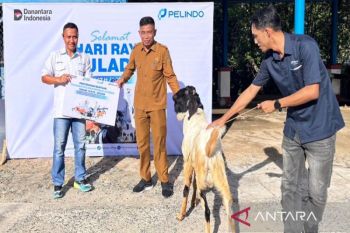 Pelindo Batulicin rutin salurkan bantuan hewan qurban ke masyarakat