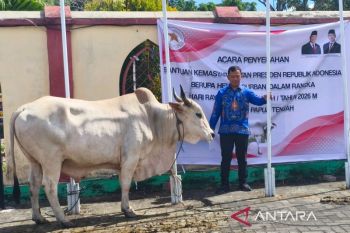 Papua Tengah distribusi 11 sapi kurban bantuan Presiden