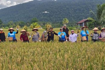 Kotabaru harvests paddy to support food security