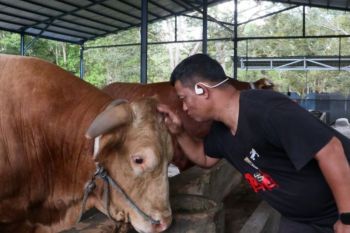 DKP3 Balikpapan sebut "Bison" kurban pilihan Presiden 100 persen sehat
