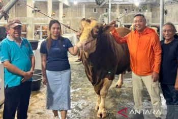 Pemkab Situbondo terima bantuan sapi kurban 1,58 ton dari Presiden