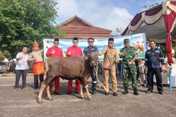 PT Timah serahkan bantuan hewan kurban bantu masyarakat Bangka Barat
