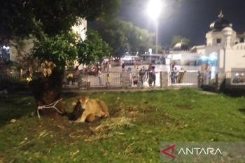 Masjid Raya Al-Mashun Medan sembelih 13 hewan kurban pada Idul Adha