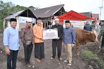 Tebar Qurban Pemprov Sumbar meningkat tajam, 140 sapi dan 33 kambing disalurkan ke berbagai daerah