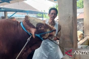 Presiden Prabowo beli 1,05 ton sapi milik peternak Kediri