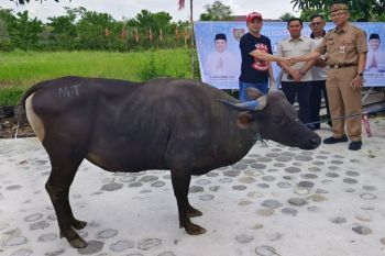 Pemprov Kalteng salurkan 500 hewan kurban untuk masyarakat