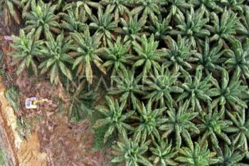 Agrinas Palma ditugasi buka 400 ribu hektare kebun sawit baru