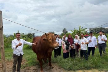 Warga Lamteuba terima bantuan kurban sapi Limousin dari Presiden