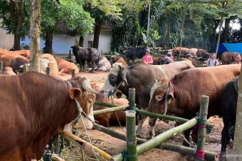 Pemkab Bogor imbau pembagian daging kurban tidak gunakan kantong plastik