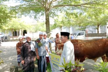 Anggota DPR menyalurkan sapi 1 ton untuk warga di Lombok Tengah